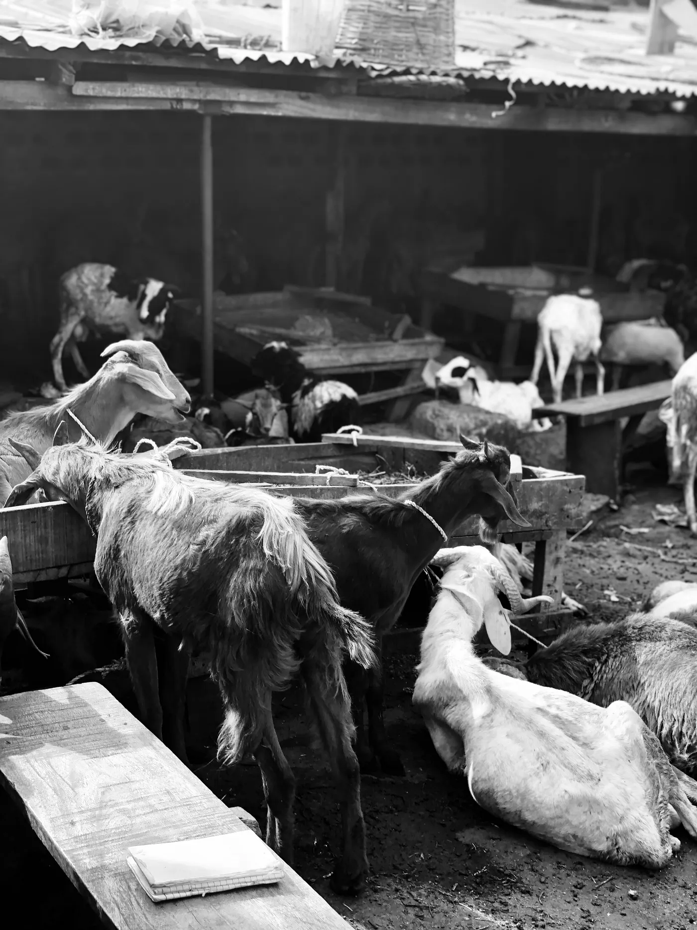 Black-and-white photograph of goats at a market.